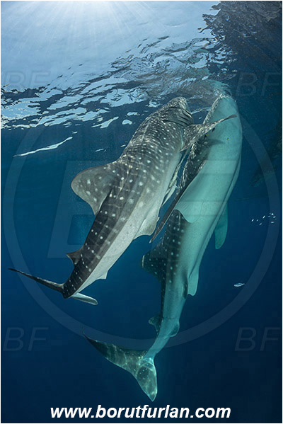 Teluk Cendrawasih, Papua, Indonesia, Rhincodon typus, Rhincodon, Rhincodontidae, Elasmobranchii, Whale shark, Shark, Fish