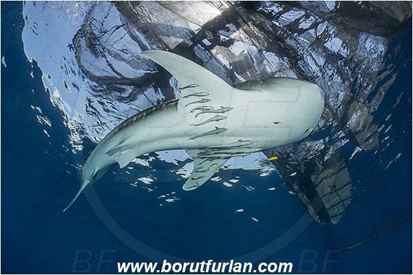 Teluk Cendrawasih, Papua, Indonesia, Rhincodon typus, Rhincodon, Rhincodontidae, Elasmobranchii, Whale shark, Shark, Fish, Echeneis naucrates, Echeneidae, Slender Suckerfish, Suckerfish, Bagan (Fishing platform)