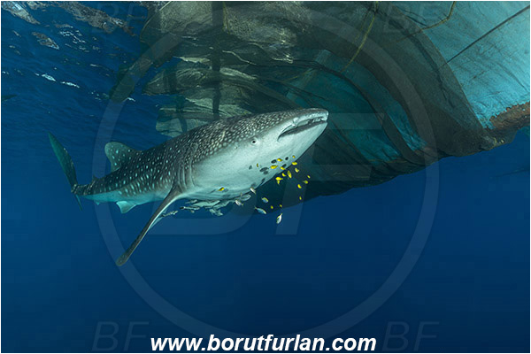 Teluk Cendrawasih, Papua, Indonesia, Rhincodon typus, Rhincodon, Rhincodontidae, Elasmobranchii, Whale shark, Shark, Fish, Echeneis naucrates, Echeneidae, Slender Suckerfish, Suckerfish, Bagan (Fishing platform)