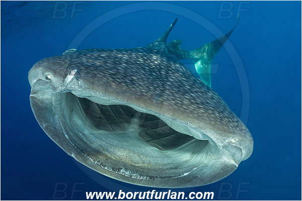 Teluk Cendrawasih, Papua, Indonesia, Rhincodon typus, Rhincodon, Rhincodontidae, Elasmobranchii, Whale shark, Shark, Fish, Open mouth, Portrait