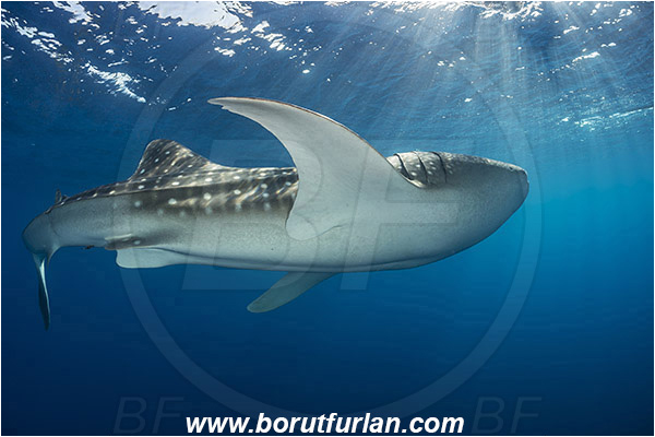 Teluk Cendrawasih, Papua, Indonesia, Rhincodon typus, Rhincodon, Rhincodontidae, Elasmobranchii, Whale shark, Shark, Fish