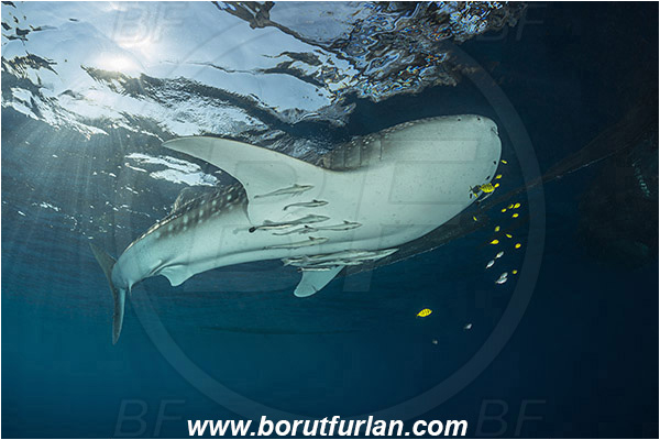 Teluk Cendrawasih, Papua, Indonesia, Rhincodon typus, Rhincodon, Rhincodontidae, Elasmobranchii, Whale shark, Shark, Fish, Echeneis naucrates, Echeneidae, Slender Suckerfish, Suckerfish, Bagan (Fishing platform)