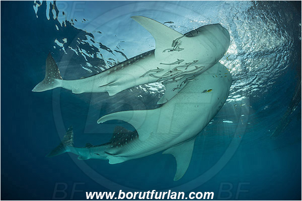 Teluk Cendrawasih, Papua, Indonesia, Rhincodon typus, Rhincodon, Rhincodontidae, Elasmobranchii, Whale shark, Shark, Fish, Echeneis naucrates, Echeneidae, Slender Suckerfish, Suckerfish