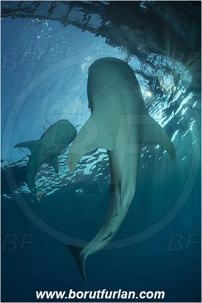 Teluk Cendrawasih, Papua, Indonesia, Rhincodon typus, Rhincodon, Rhincodontidae, Elasmobranchii, Whale shark, Shark, Fish, Echeneis naucrates, Echeneidae, Slender Suckerfish, Suckerfish, Bagan (Fishing platform)