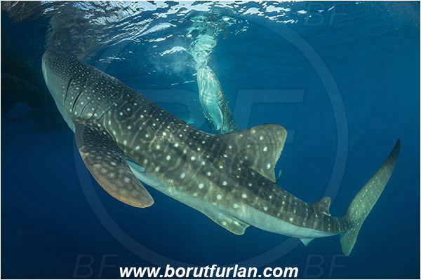 Teluk Cendrawasih, Papua, Indonesia, Rhincodon typus, Rhincodon, Rhincodontidae, Elasmobranchii, Whale shark, Shark, Fish, Echeneis naucrates, Echeneidae, Slender Suckerfish, Suckerfish, Bagan (Fishing platform)