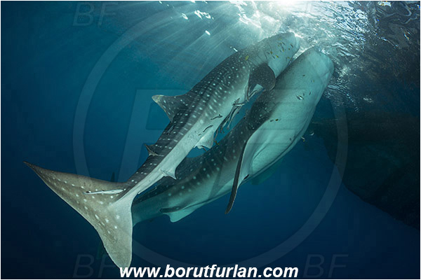 Teluk Cendrawasih, Papua, Indonesia, Rhincodon typus, Rhincodon, Rhincodontidae, Elasmobranchii, Whale shark, Shark, Fish, Echeneis naucrates, Echeneidae, Slender Suckerfish, Suckerfish, Bagan (Fishing platform)