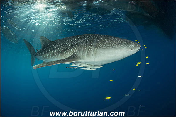 Teluk Cendrawasih, Papua, Indonesia, Rhincodon typus, Rhincodon, Rhincodontidae, Elasmobranchii, Whale shark, Shark, Fish, Echeneis naucrates, Echeneidae, Slender Suckerfish, Suckerfish, Bagan (Fishing platform)