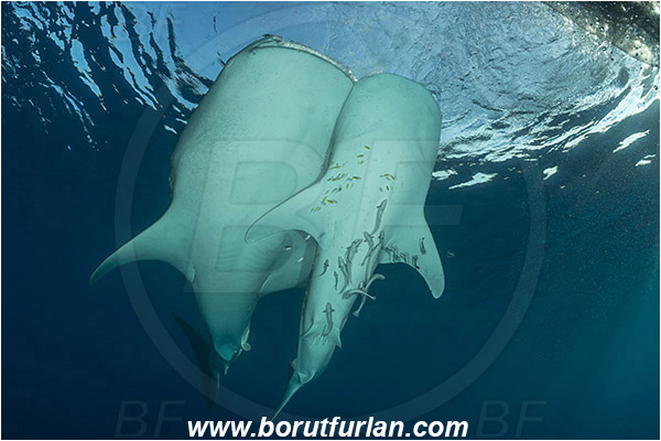 Teluk Cendrawasih, Papua, Indonesia, Rhincodon typus, Rhincodon, Rhincodontidae, Elasmobranchii, Whale shark, Shark, Fish, Echeneis naucrates, Echeneidae, Slender Suckerfish, Suckerfish, Bagan (Fishing platform)
