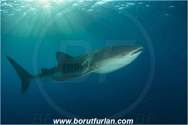 Teluk Cendrawasih, Papua, Indonesia, Rhincodon typus, Rhincodon, Rhincodontidae, Elasmobranchii, Whale shark, Shark, Fish