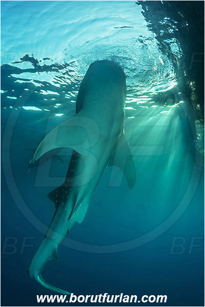 Teluk Cendrawasih, Papua, Indonesia, Rhincodon typus, Rhincodon, Rhincodontidae, Elasmobranchii, Whale shark, Shark, Fish, Echeneis naucrates, Echeneidae, Slender Suckerfish, Suckerfish, Bagan (Fishing platform)