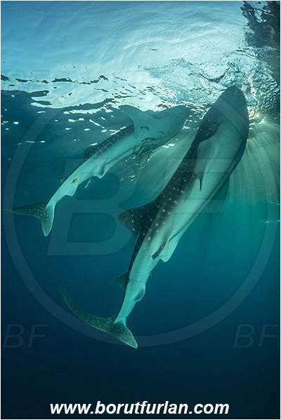 Teluk Cendrawasih, Papua, Indonesia, Rhincodon typus, Rhincodon, Rhincodontidae, Elasmobranchii, Whale shark, Shark, Fish