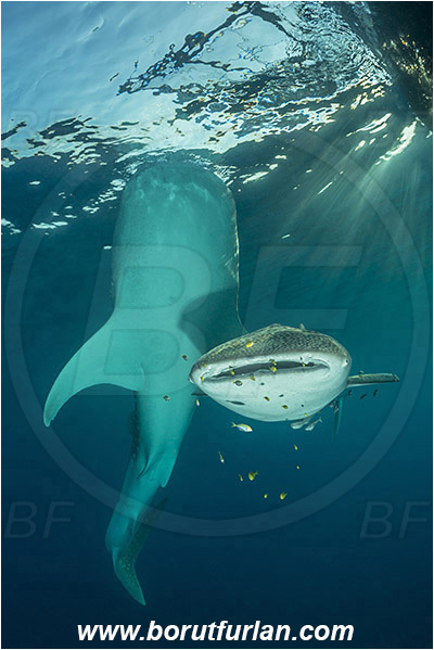 Teluk Cendrawasih, Papua, Indonesia, Rhincodon typus, Rhincodon, Rhincodontidae, Elasmobranchii, Whale shark, Shark, Fish, Bagan (Fishing platform)