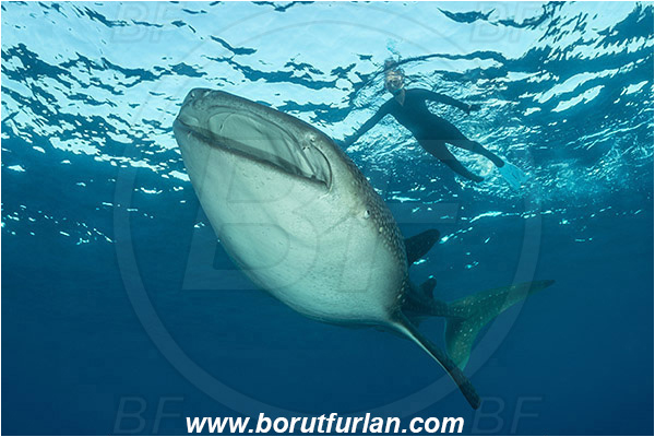 Teluk Cendrawasih, Papua, Indonesia, Rhincodon typus, Rhincodon, Rhincodontidae, Elasmobranchii, Whale shark, Shark, Fish, Echeneis naucrates, Echeneidae, Slender Suckerfish, Suckerfish, Diver, Snorkeler, Snorkeling