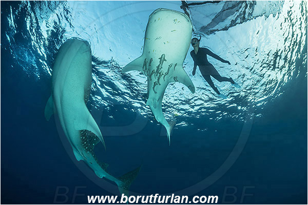 Teluk Cendrawasih, Papua, Indonesia, Rhincodon typus, Rhincodon, Rhincodontidae, Elasmobranchii, Whale shark, Shark, Fish, Echeneis naucrates, Echeneidae, Slender Suckerfish, Suckerfish, Diver, Snorkeler, Snorkeling