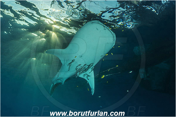 Teluk Cendrawasih, Papua, Indonesia, Rhincodon typus, Rhincodon, Rhincodontidae, Elasmobranchii, Whale shark, Shark, Fish, Echeneis naucrates, Echeneidae, Slender Suckerfish, Suckerfish, Bagan (Fishing platform)