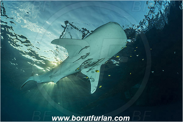 Teluk Cendrawasih, Papua, Indonesia, Rhincodon typus, Rhincodon, Rhincodontidae, Elasmobranchii, Whale shark, Shark, Fish, Echeneis naucrates, Echeneidae, Slender Suckerfish, Suckerfish