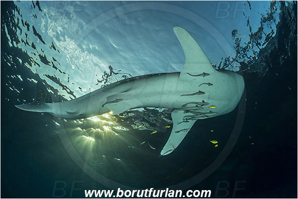 Teluk Cendrawasih, Papua, Indonesia, Rhincodon typus, Rhincodon, Rhincodontidae, Elasmobranchii, Whale shark, Shark, Fish, Echeneis naucrates, Echeneidae, Slender Suckerfish, Suckerfish