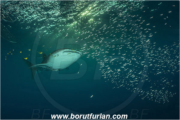 Teluk Cendrawasih, Papua, Indonesia, Rhincodon typus, Rhincodon, Rhincodontidae, Elasmobranchii, Whale shark, Shark, Fish, Echeneis naucrates, Echeneidae, Slender Suckerfish, Suckerfish, Fish school