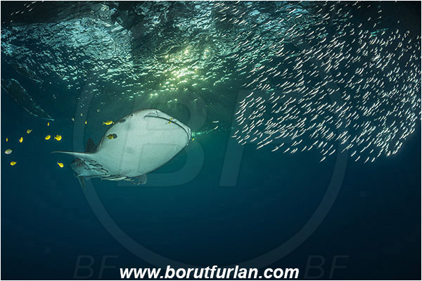 Teluk Cendrawasih, Papua, Indonesia, Rhincodon typus, Rhincodon, Rhincodontidae, Elasmobranchii, Whale shark, Shark, Fish, Echeneis naucrates, Echeneidae, Slender Suckerfish, Suckerfish, Fish school