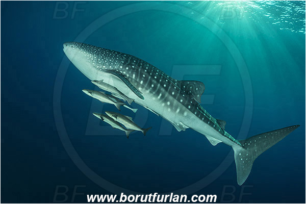Teluk Cendrawasih, Papua, Indonesia, Rhincodon typus, Rhincodon, Rhincodontidae, Elasmobranchii, Whale shark, Shark, Fish, Echeneis naucrates, Echeneidae, Slender Suckerfish, Suckerfish, Rachycentron canadum, Rachycentron, Rachycentridae, Cobia, Fish