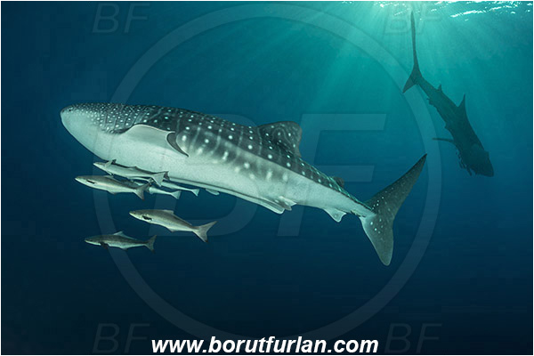 Teluk Cendrawasih, Papua, Indonesia, Rhincodon typus, Rhincodon, Rhincodontidae, Elasmobranchii, Whale shark, Shark, Fish, Echeneis naucrates, Echeneidae, Slender Suckerfish, Suckerfish, Rachycentron canadum, Rachycentron, Rachycentridae, Cobia, Fish