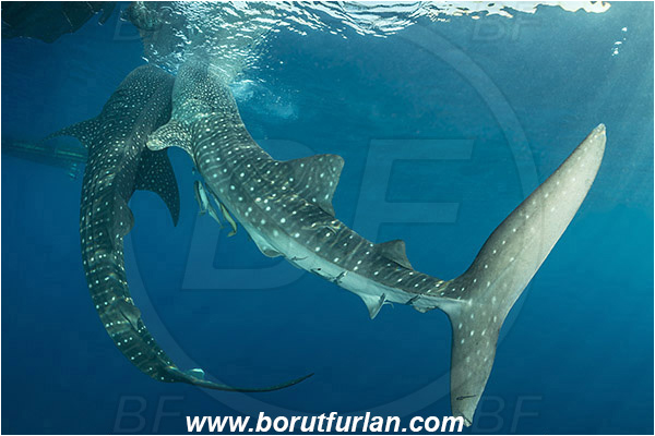 Teluk Cendrawasih, Papua, Indonesia, Rhincodon typus, Rhincodon, Rhincodontidae, Elasmobranchii, Whale shark, Shark, Fish, Bagan (Fishing platform), Feeding