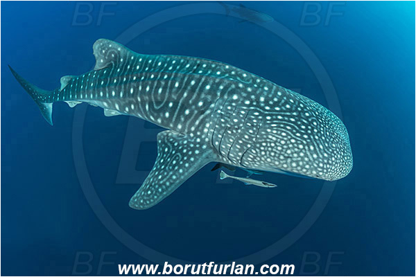 Teluk Cendrawasih, Papua, Indonesia, Rhincodon typus, Rhincodon, Rhincodontidae, Elasmobranchii, Whale shark, Shark, Fish, Echeneis naucrates, Echeneidae, Slender Suckerfish, Suckerfish