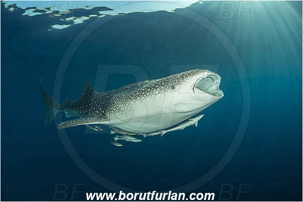 Teluk Cendrawasih, Papua, Indonesia, Rhincodon typus, Rhincodon, Rhincodontidae, Elasmobranchii, Whale shark, Shark, Fish, Echeneis naucrates, Echeneidae, Slender Suckerfish, Suckerfish