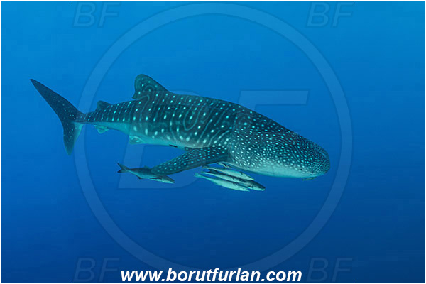 Teluk Cendrawasih, Papua, Indonesia, Rhincodon typus, Rhincodon, Rhincodontidae, Elasmobranchii, Whale shark, Shark, Fish, Echeneis naucrates, Echeneidae, Slender Suckerfish, Suckerfish, Rachycentron canadum, Rachycentron, Rachycentridae, Cobia