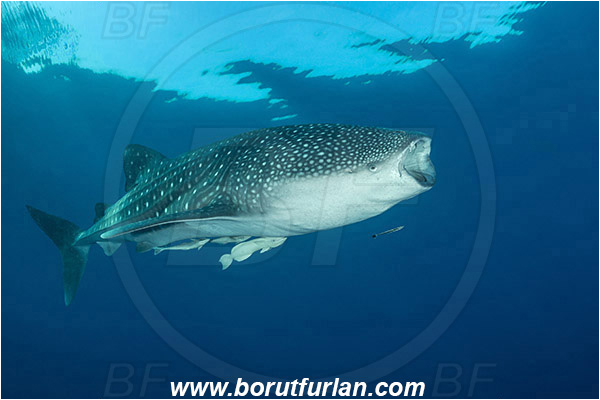 Teluk Cendrawasih, Papua, Indonesia, Rhincodon typus, Rhincodon, Rhincodontidae, Elasmobranchii, Whale shark, Shark, Fish, Echeneis naucrates, Echeneidae, Slender Suckerfish, Suckerfish