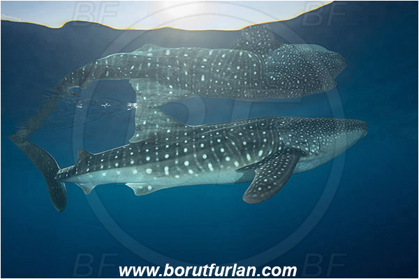 Teluk Cendrawasih, Papua, Indonesia, Rhincodon typus, Rhincodon, Rhincodontidae, Elasmobranchii, Whale shark, Shark, Fish, Reflection