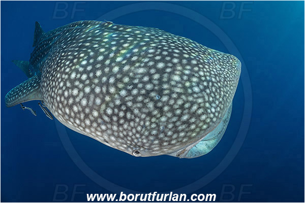 Teluk Cendrawasih, Papua, Indonesia, Rhincodon typus, Rhincodon, Rhincodontidae, Elasmobranchii, Whale shark, Shark, Fish