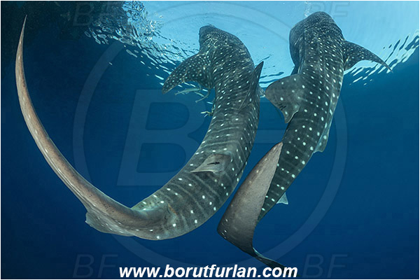 Teluk Cendrawasih, Papua, Indonesia, Rhincodon typus, Rhincodon, Rhincodontidae, Elasmobranchii, Whale shark, Shark, Fish