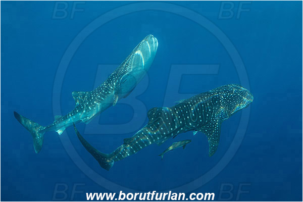 Teluk Cendrawasih, Papua, Indonesia, Rhincodon typus, Rhincodon, Rhincodontidae, Elasmobranchii, Whale shark, Shark, Rachycentron canadum, Rachycentron, Rachycentridae, Cobia, Fish