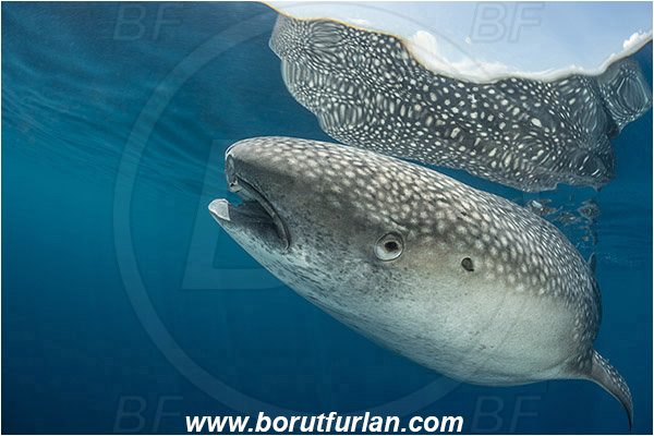 Teluk Cendrawasih, Papua, Indonesia, Rhincodon typus, Rhincodon, Rhincodontidae, Elasmobranchii, Whale shark, Shark, Fish, Reflection, Portrait