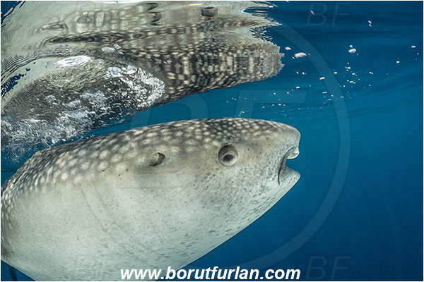 Teluk Cendrawasih, Papua, Indonesia, Rhincodon typus, Rhincodon, Rhincodontidae, Elasmobranchii, Whale shark, Shark, Fish, Reflection, Portrait