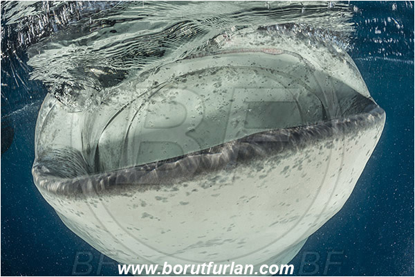 Teluk Cendrawasih, Papua, Indonesia, Rhincodon typus, Rhincodon, Rhincodontidae, Elasmobranchii, Whale shark, Shark, Fish, Air suction, Open mouth, Portrait