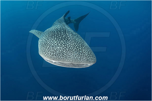 Teluk Cendrawasih, Papua, Indonesia, Rhincodon typus, Rhincodon, Rhincodontidae, Elasmobranchii, Whale shark, Shark, Fish