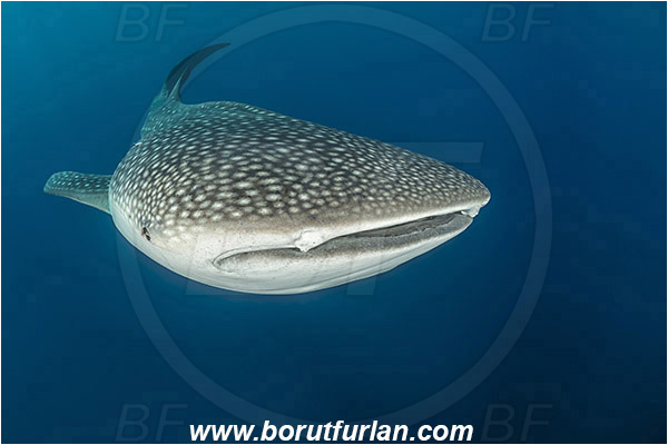 Teluk Cendrawasih, Papua, Indonesia, Rhincodon typus, Rhincodon, Rhincodontidae, Elasmobranchii, Whale shark, Shark, Fish, Portrait