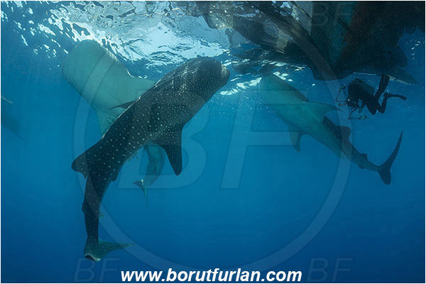 Teluk Cendrawasih, Papua, Indonesia, Rhincodon typus, Rhincodon, Rhincodontidae, Elasmobranchii, Whale shark, Shark, Fish, Bagan (Fishing platform), Diver, Underwater photographer