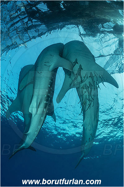 Teluk Cendrawasih, Papua, Indonesia, Rhincodon typus, Rhincodon, Rhincodontidae, Elasmobranchii, Whale shark, Shark, Fish, Echeneis naucrates, Echeneidae, Slender Suckerfish, Suckerfish, Bagan (Fishing platform)