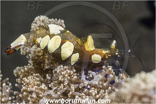 Teluk Cendrawasih, Papua, Indonesia, Periclimenes brevicarpalis, Periclimenes, Palaemonidae, Decapoda, Anemone Commensal Shrimp, Shrimp, Crustacea, Crustacean