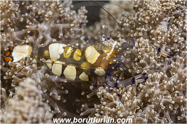 Teluk Cendrawasih, Papua, Indonesia, Periclimenes brevicarpalis, Periclimenes, Palaemonidae, Decapoda, Anemone Commensal Shrimp, Shrimp, Crustacea, Crustacean