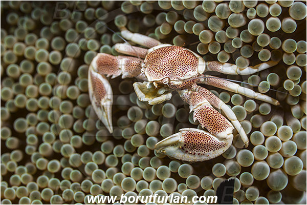 Teluk Cendrawasih, Papua, Indonesia, Neopetrolisthes maculatus, Neopetrolisthes, Porcellanidae, Decapoda, Porcelain Crab, Crab, Crustacea, Crustacean