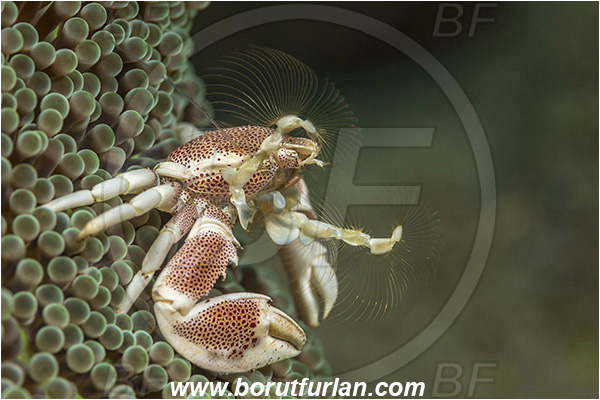 Teluk Cendrawasih, Papua, Indonesia, Neopetrolisthes maculatus, Neopetrolisthes, Porcellanidae, Decapoda, Porcelain Crab, Crab, Crustacea, Crustacean, Feeding