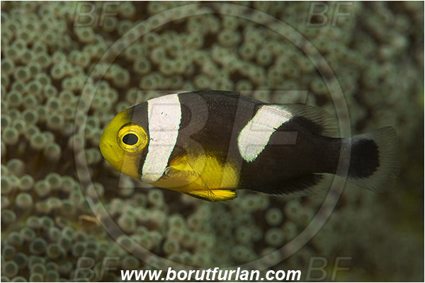 Teluk Cendrawasih, Papua, Indonesia, Amphiprion polymnus, Amphiprion, Pomacentridae, Saddleback clownfish, Panda Clownfish, Clownfish, Saddleback Anemonefish, Anemonefish, Fish