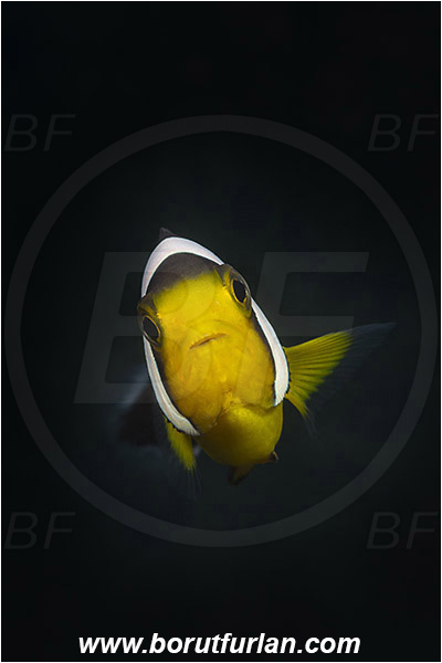 Teluk Cendrawasih, Papua, Indonesia, Amphiprion polymnus, Amphiprion, Pomacentridae, Saddleback clownfish, Panda Clownfish, Clownfish, Saddleback Anemonefish, Anemonefish, Fish, Portrait