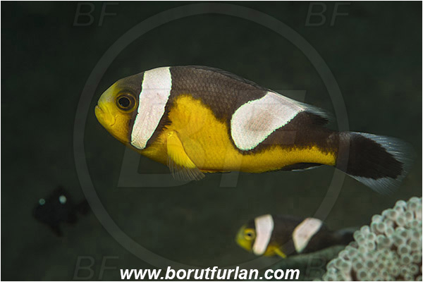 Teluk Cendrawasih, Papua, Indonesia, Amphiprion polymnus, Amphiprion, Pomacentridae, Saddleback clownfish, Panda Clownfish, Clownfish, Saddleback Anemonefish, Anemonefish, Fish
