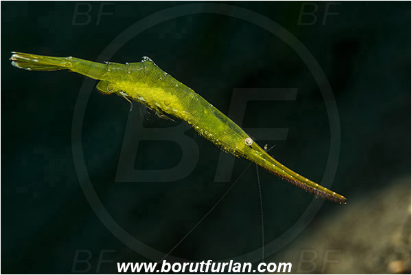 Teluk Cendrawasih, Papua, Indonesia, Tozeuma sp., Tozeuma, Hippolytidae, Decapoda, Green Sawblade Shrimp, Shrimp, Crustacea, Crustacean