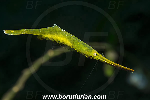 Teluk Cendrawasih, Papua, Indonesia, Tozeuma sp., Tozeuma, Hippolytidae, Decapoda, Green Sawblade Shrimp, Shrimp, Crustacea, Crustacean